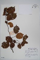 滇榛藏品圖，第1張