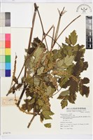 升麻藏品圖，第1張