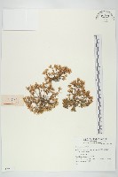 登錄號:S074381藏品圖，第1張