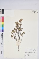 登錄號:S074384藏品圖，第1張