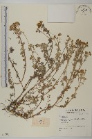 登錄號:S074387藏品圖，第1張