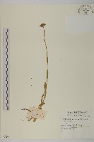 登錄號:S074388藏品圖，第1張