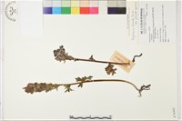 短距翠雀花藏品圖，第1張