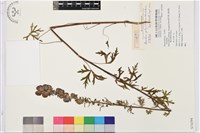 多裂烏頭藏品圖，第1張