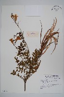 登錄號:S074399藏品圖，第1張