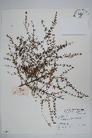 登錄號:S074401藏品圖，第1張