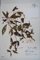 登錄號:S074405藏品圖，第1張