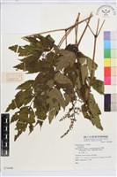 登錄號:S074408藏品圖，第1張