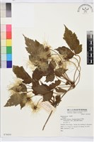 登錄號:S074410藏品圖，第1張