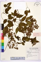 登錄號:S074416藏品圖，第1張