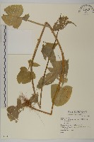 登錄號:S074417藏品圖，第1張