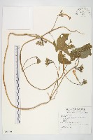 登錄號:S074418藏品圖，第1張