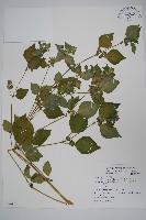 華九頭獅子草藏品圖，第1張