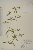 狗筋蔓藏品圖，第1張