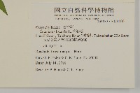 狗筋蔓藏品圖，第2張