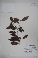 忍冬葉冬青藏品圖，第1張