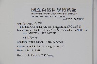 忍冬葉冬青藏品圖，第2張