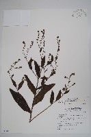 琉璃草藏品圖，第1張