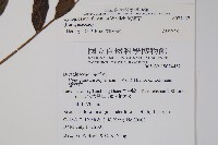 琉璃草藏品圖，第2張