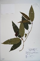 高山莢迷藏品圖，第1張