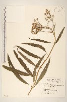 黃菀藏品圖，第1張