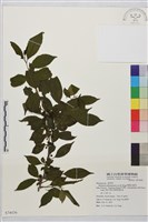 畢祿山鼠李藏品圖，第1張