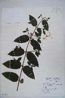忍冬、金銀花藏品圖，第1張