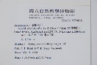 闊葉獼猴桃藏品圖，第2張