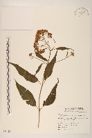 塔山澤蘭藏品圖，第1張