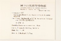 塔山澤蘭藏品圖，第2張