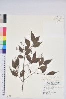 巒大越橘藏品圖，第1張