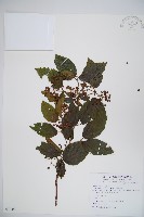 呂宋莢迷藏品圖，第1張