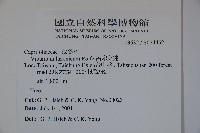 呂宋莢迷藏品圖，第2張