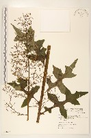 臺灣福王草藏品圖，第1張