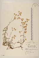 絲綿草藏品圖，第1張