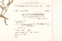 絲綿草藏品圖，第2張