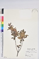紅毛杜鵑藏品圖，第1張