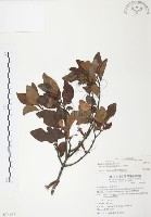 杜鵑桑寄生藏品圖，第1張