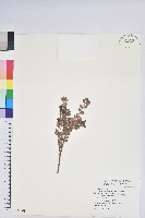 高山越橘藏品圖，第1張