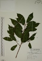 鈍齒鼠李藏品圖，第1張