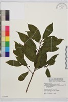 鈍齒鼠李藏品圖，第2張