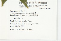 燈臺樹藏品圖，第2張