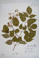 登錄號:S074479藏品圖，第1張