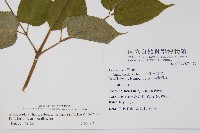 登錄號:S074479藏品圖，第2張