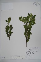 假黃楊藏品圖，第1張