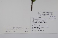 假黃楊藏品圖，第2張