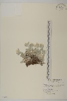 尼泊爾籟簫藏品圖，第1張