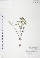 玉山龍膽藏品圖，第1張