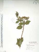 臺灣繡線菊藏品圖，第1張