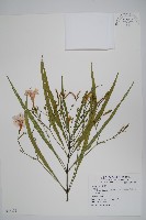 登錄號:S074496藏品圖，第1張